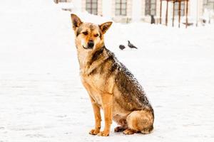 hermoso perro de patio pelirrojo en la nieve foto