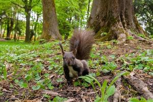 Dark brown squirrel black, gray photo