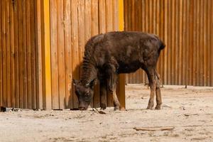 joven hermoso bisonte foto