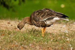 A gray goose walks on the grass photo