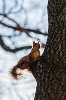 la ardilla se sienta en un arbol foto