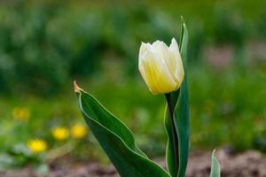beautiful white tulips on a background of green grass photo