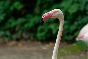 beautiful pink flamingos with beak and loose wings photo