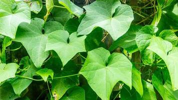 hermosas e impresionantes hojas verdes como fondo foto