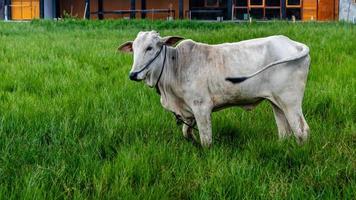 cow in the green grass photo