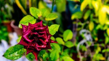 beautiful and stunning rose flowers as background photo