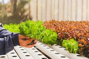 Asian farmer hand holding green oak lettuce in organic greenhouse. photo