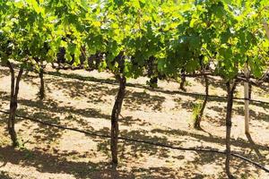 Grapevine with ripe bunches of grapes in vineyard. photo