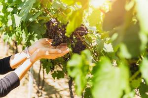 Woman hand holding black grape in vineyard. photo