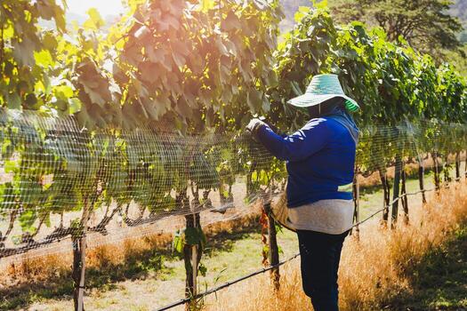Unidentified worker netting grape wine with wire mesh in vineyard. photo