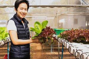 Woman owner farmer working and care vegetable or nurse growth plants Hydroponic organic in greenhouse. photo