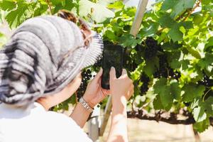 Tourist woman taking photo of grape with mobile phone in vineyard.