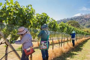 Unidentified worker netting grape wine with wire mesh in vineyard. photo