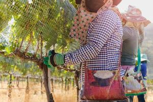 Unidentified worker netting grape wine with wire mesh in vineyard. photo