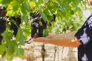 Farmer hand holding black grape in vineyard. photo