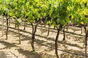 Grapevine with ripe bunches of grapes in vineyard. photo