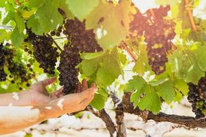Farmer hand holding black grape in vineyard. photo