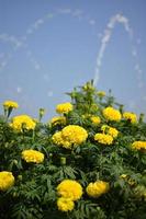 Marigold flower with blue sky background photo