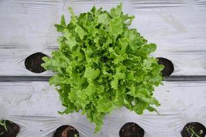 lettuces vegetable in the field photo