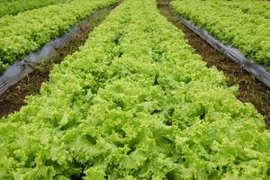 lechugas vegetal en el campo foto