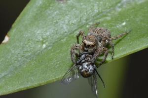 spider eats  fly with macro view photo