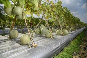 cosecha melón en el campo foto