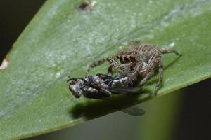 spider eats  fly with macro view photo