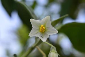 eggplans flower with close up and macro view photo