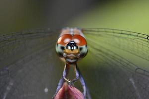 close up and macro view of dragonfly photo