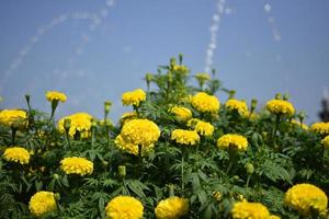 marigold flowers with blue sky background photo