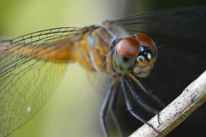 close up and macro view of dragonfly photo