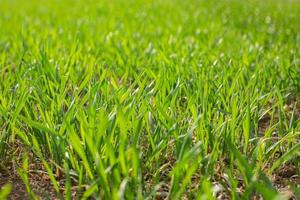 wheat seedling field photograph background photo