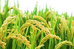 rice harvest in the autumn background photo