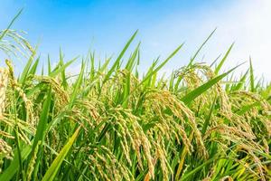 harvest summer rice paddy field background photo