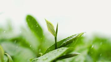 real tea tips shots of leaf background photo