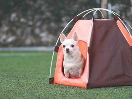 Perro chihuahua de pelo corto marrón sentado dentro de una tienda de campaña naranja sobre hierba verde, al aire libre. concepto de viaje de mascotas. foto