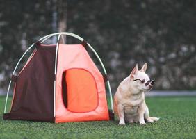 Perro chihuahua de pelo corto marrón con gafas de sol sentado frente a una tienda de campaña naranja sobre hierba verde, al aire libre, mirando hacia otro lado. concepto de viaje de mascotas. foto