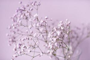 Small purple and white gypsophila flowers stand in a vase on a lilac background photo