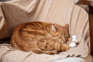 Cute ginger cat with stripes sleeping on a chair photo