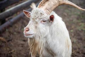 The white Zenen goat looks away photo