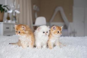 Three long-haired British kittens are sitting on the bed. Multicolored cats photo