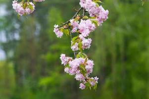 sakura blooming with pink flowers, perfect pink background photo