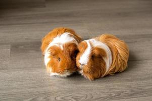 dos de pelo largo Guinea cerdos son sentado en el piso foto