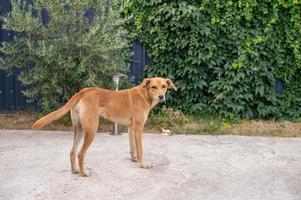 A cute red-colored puppy stands near a fence with plants photo