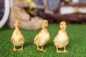 Yellow ducklings walk on green grass photo