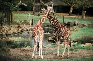 Giraffes at the zoo by the pond photo