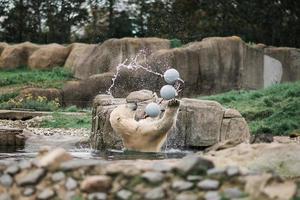 un polar oso obras de teatro en un estanque con pelotas foto