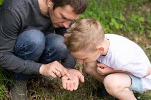 Dad found a bug and shows it to his little son photo