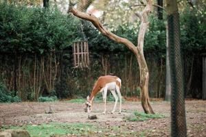 A roe deer stands in the zoo and eats food photo