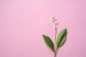Twigs of lily of the valley flowers lie on a pink background photo
